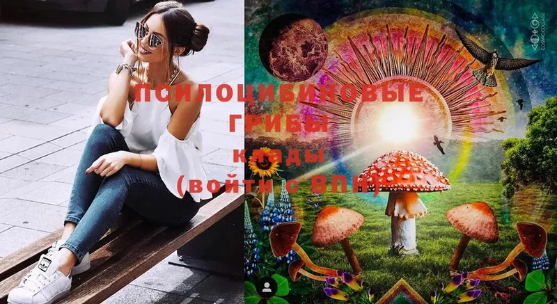 Псилоцибиновые грибы Cubensis  shop клад  Котовск  hydra как войти 